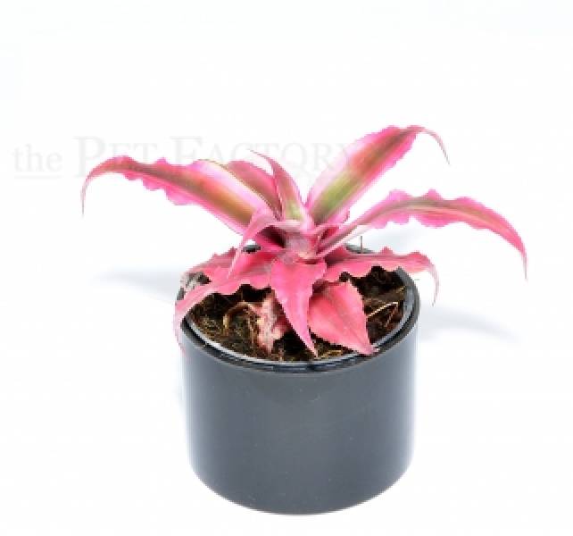 Cryptanthus bivittatus